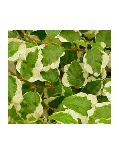 Ficus Pumila "Sunny" (matizado)