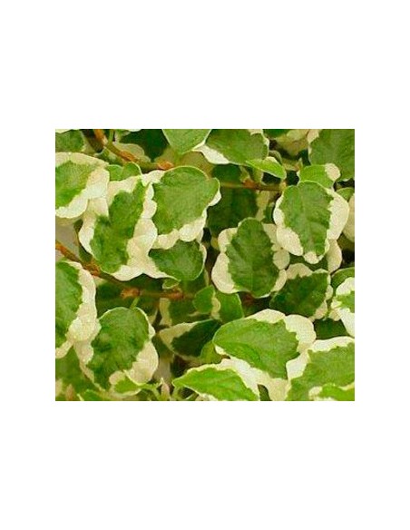 Ficus Pumila Sunny (matitzat)