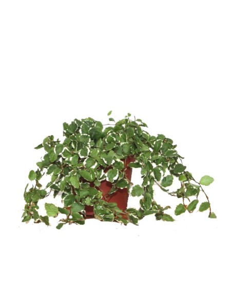 Ficus Pumila "Sunny" (matizado)