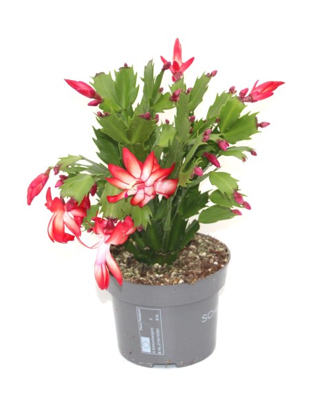 Schlumbergera o Cactus de nadal (test 13 cm Ø)