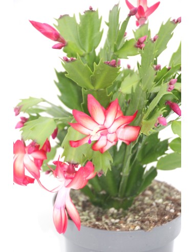 Schlumbergera o Cactus de nadal (test 13 cm Ø)