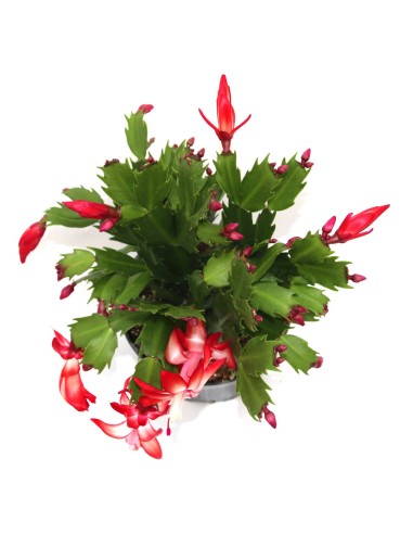 Schlumbergera o Cactus de nadal (test 13 cm Ø)