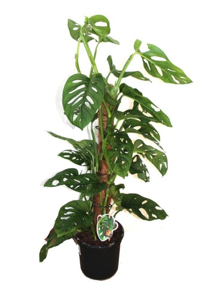 Monstera Monckey  Leaf (test 16 cm Ø)