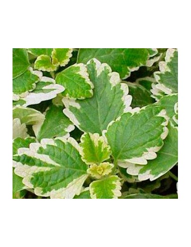 Comprar planta incienso a granel por 2,10€ en Germigarden