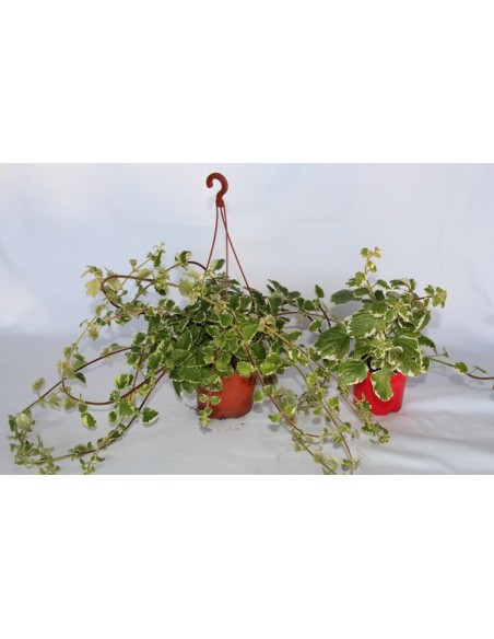 Comprar planta incienso a granel por 2,10€ en Germigarden