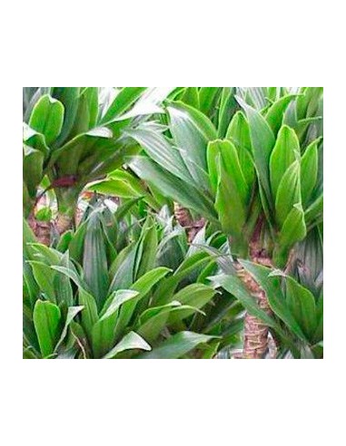 Comprar dracena compacta desde 4,75€ en Germigarden