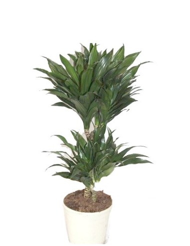 Comprar dracena compacta desde 4,75€ en Germigarden