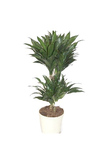 Comprar dracena compacta desde 4,75€ en Germigarden