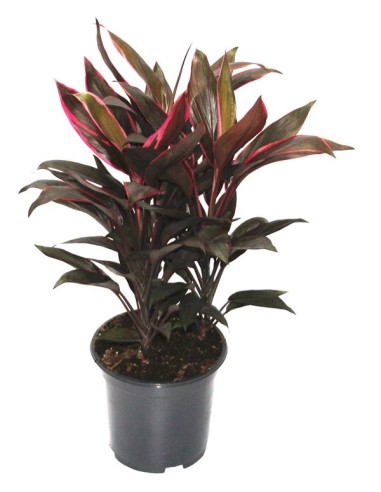 Dracena Fragans