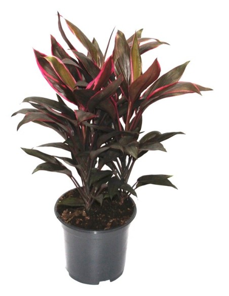 Cordyline Tango (maceta 19 cm ø)