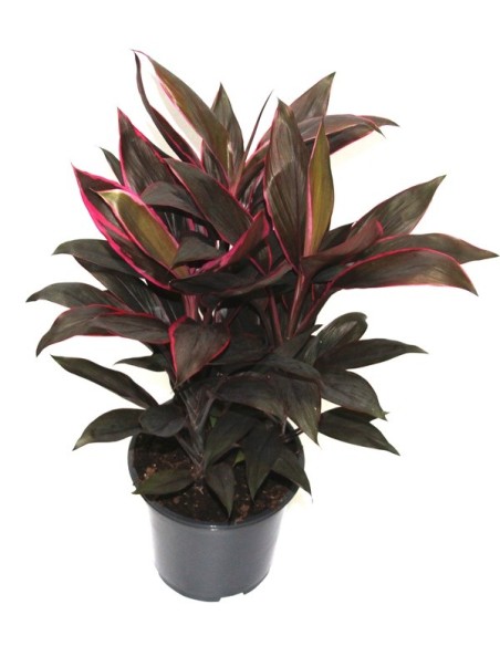 Cordyline Tango (maceta 19 cm ø)