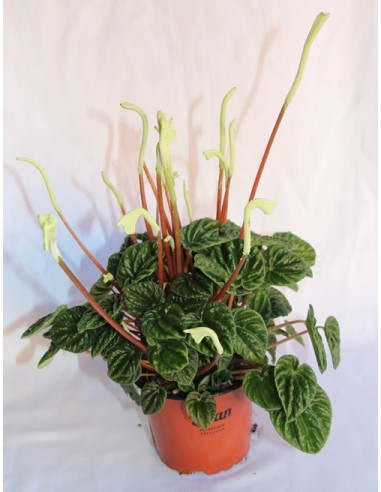Peperomia caperata desde 6,45€ en Germigarden