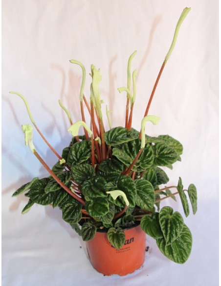 Peperomia caperata desde 6,45€ en Germigarden