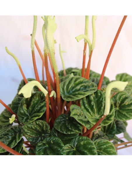 Peperomia caperata à partir de 6,45€ chez Germigarden