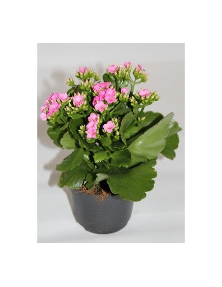 Comprar kalanchoe de interior por 2,95€ a granel