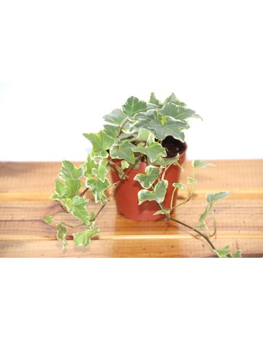 Comprar planta del dinero a granel desde 2,10€ en Germigarden