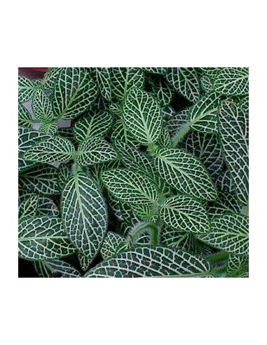 Compre Fittonia por € 2,95 em Germigarden