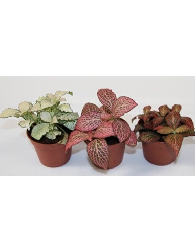 Comprar fitonia por 2,95€ en Germigarden