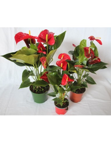 Anthurium vermell