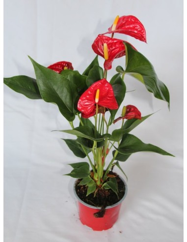Anthurium rojo