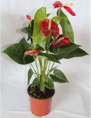Anthurium