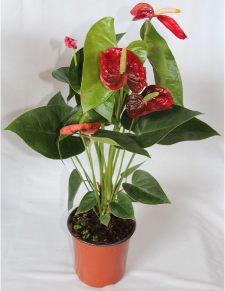 Anthurium