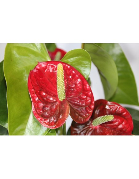 Anthurium