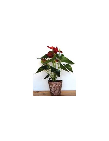 Anthurium vermell