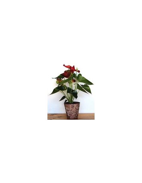 Anthurium rojo