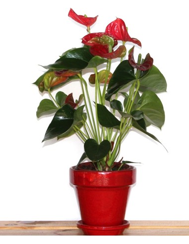 Antúrio vermelho