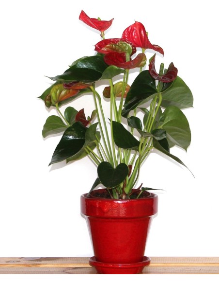 Antúrio vermelho