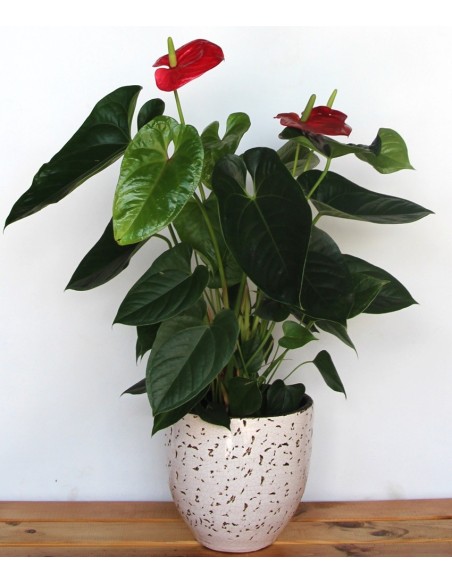 Anthurium rojo