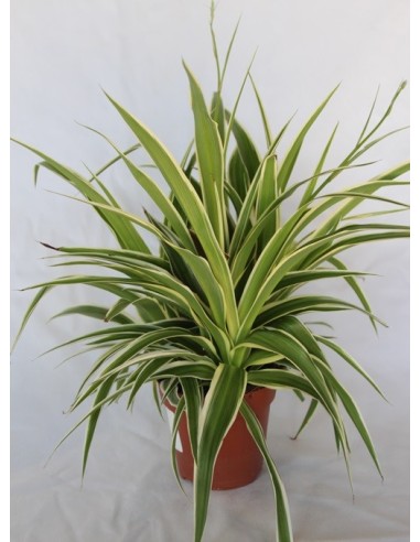 Chlorophytum comosum 'ocean' (test 12 cm Ø)