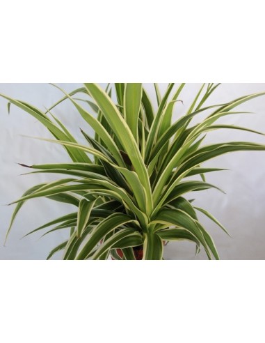 Chlorophytum comosum 'ocean' (test 12 cm Ø)