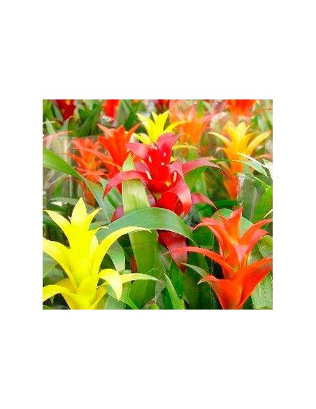 Comprar Guzmania desde 15,95€. Escoje el color