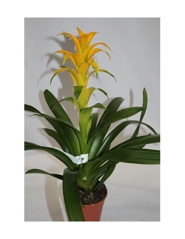 Compre Guzmania a partir de € 15,95 em Germigarden, escolha a cor