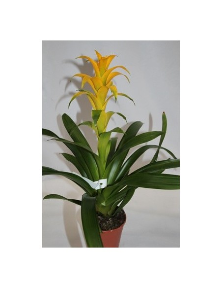 Compre Guzmania a partir de € 15,95 em Germigarden, escolha a cor