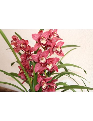 Orquídia Cymbidium