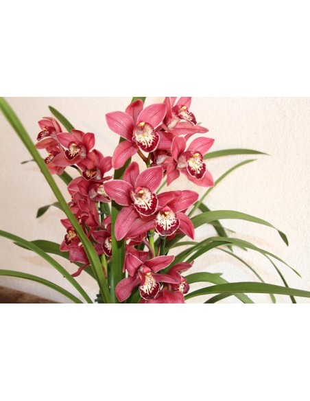 Orquídia Cymbidium 2 vares (test 19 cm ø)