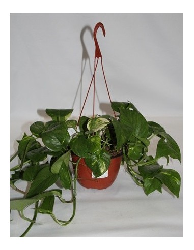pots suspendus