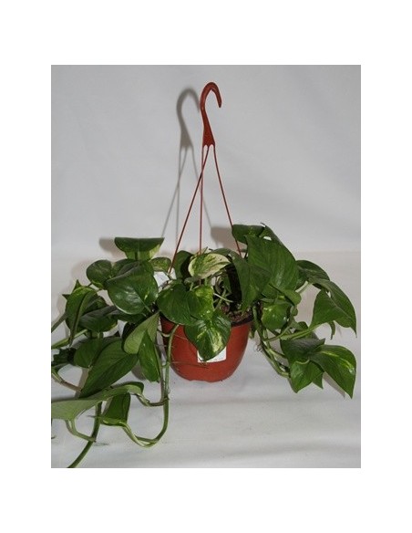 Compre potos para pendurar em Germigarden