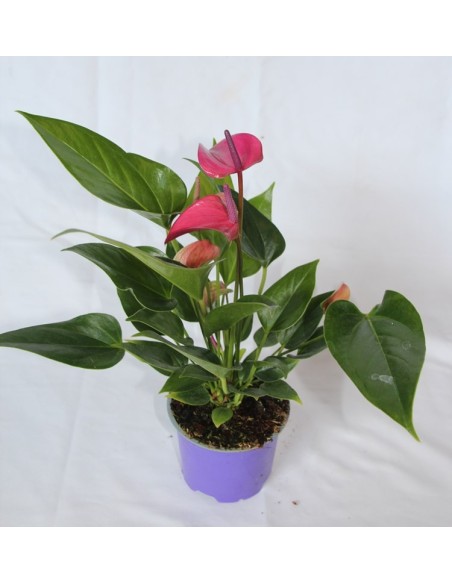 Anthurium