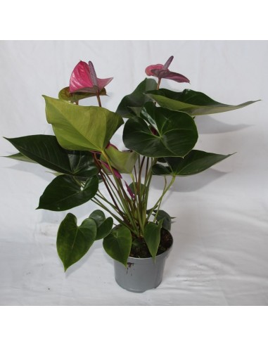 Antúrio rosa