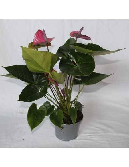 Anthurium rosado