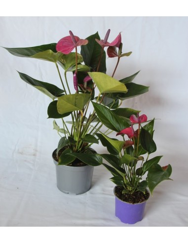 Anthurium
