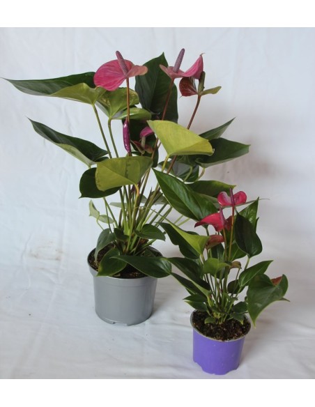 Antúrio rosa