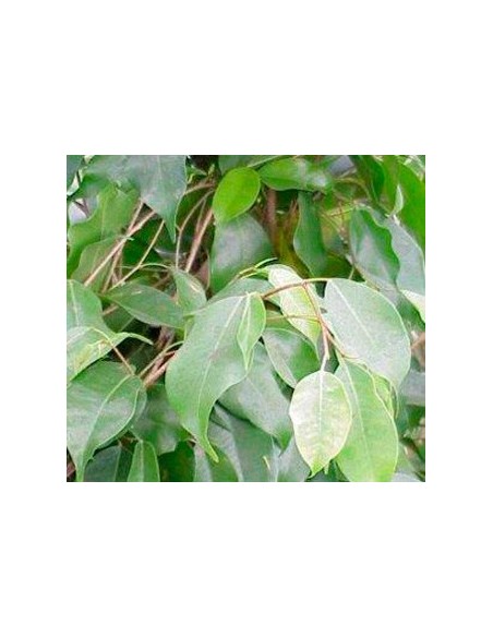 Ficus Benjamí
