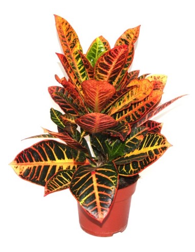 Comprar Croton Petra desde 6,95€ en Germigarden
