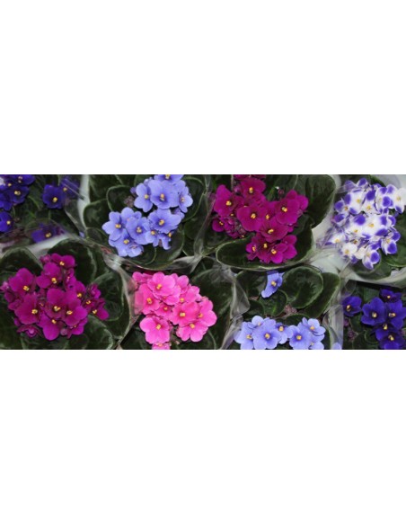 Comprar violeta africana por 5,35€ en Germigarden
