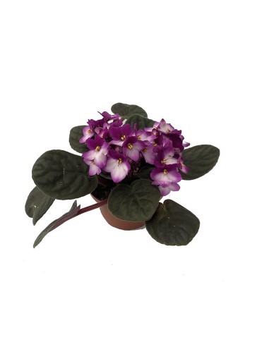 Santapaulina (test 12 cm ø)